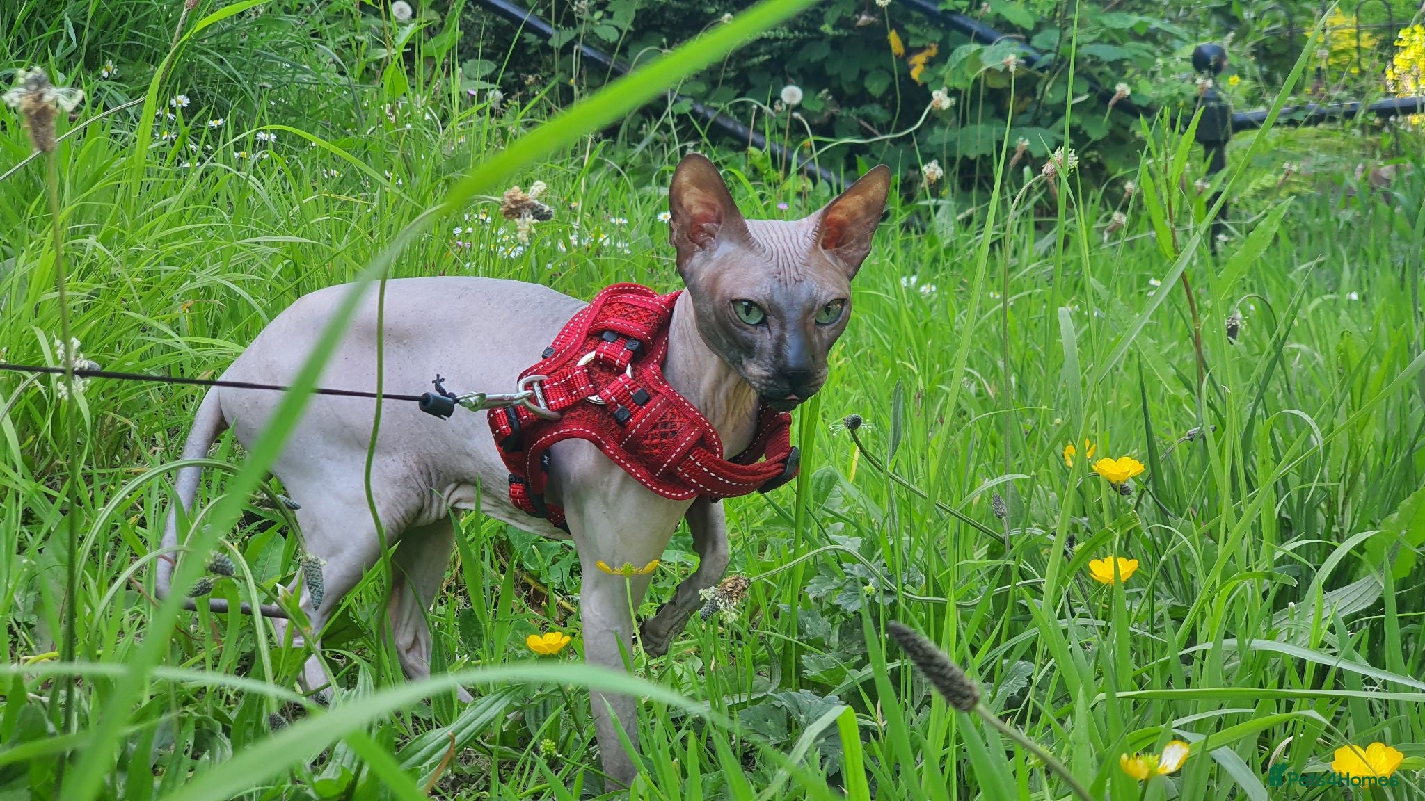 Sphynx cats Donskoy Boy for studding - Advert 17