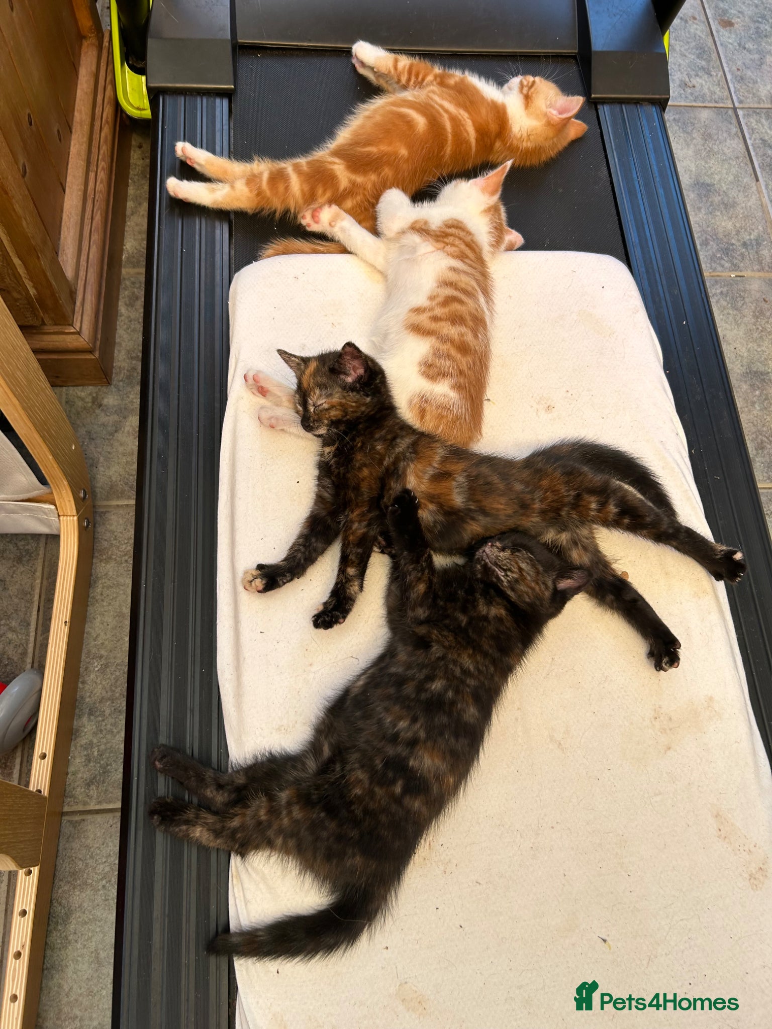 Mixed Breed cats for sale: Kittens for sale READY NOW in Brandon - Advert 35