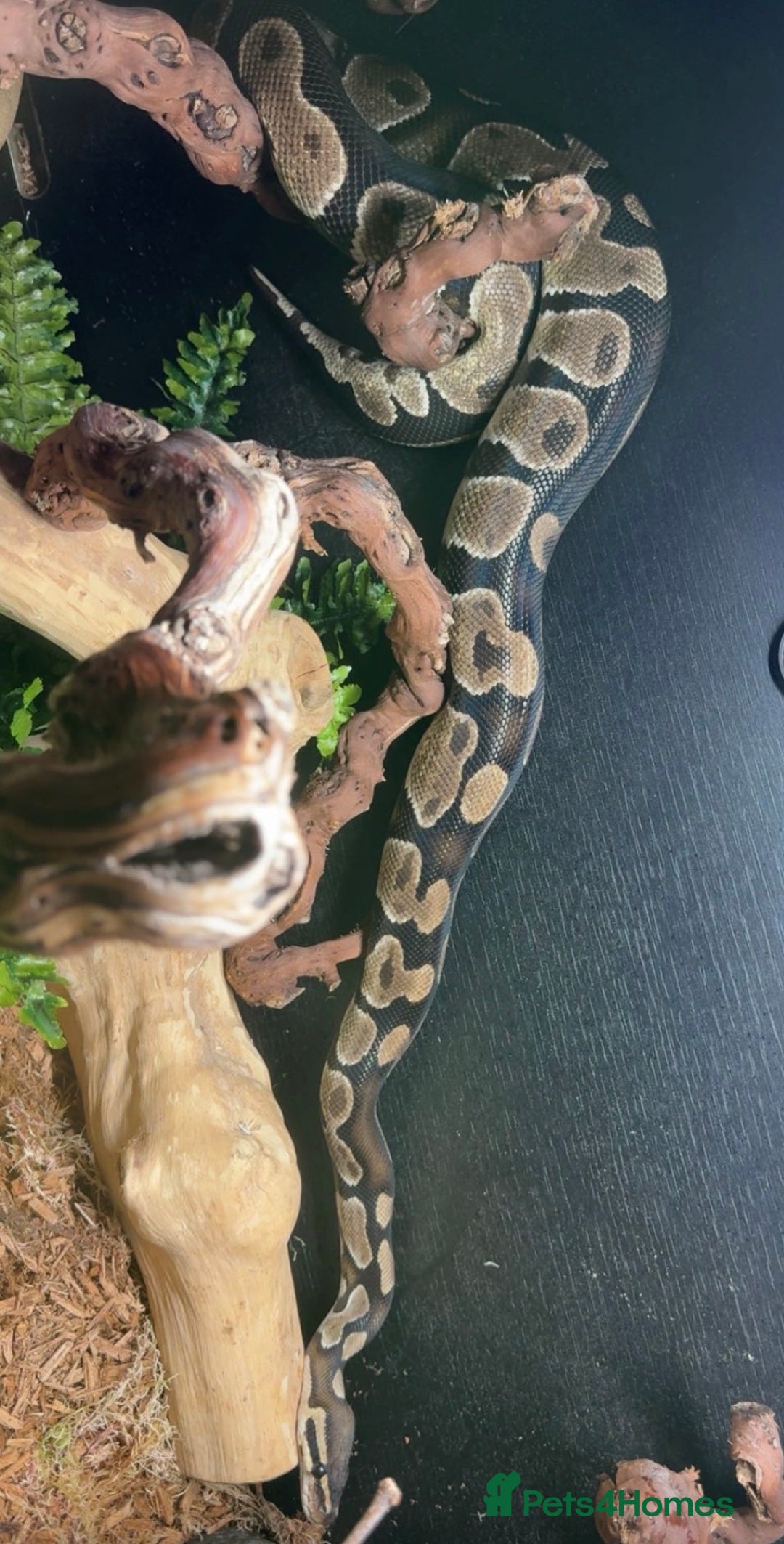 Python Snake reptiles for sale: Ball python Monty  - Advert 12