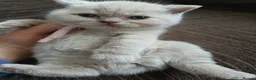 British Shorthair cats for sale: GCCF registered cream and lilac BSH - Advert 17