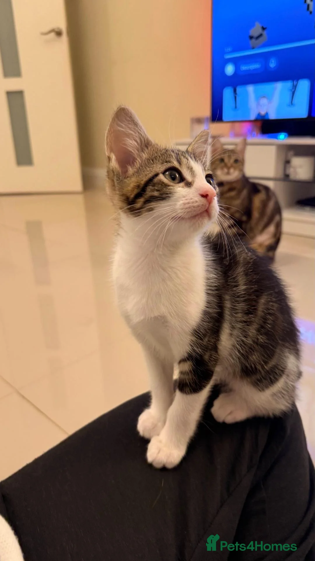 Mixed Breed cats for sale: 12 week old boy kitten available! - Advert 2