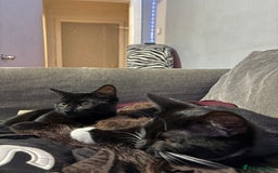 Mixed Breed cats for sale: Black kitten - Advert 8