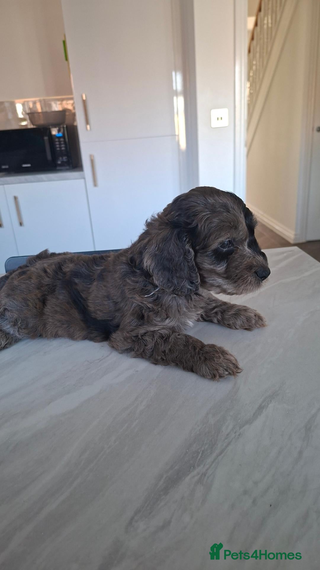 Cockapoo dogs Gorgeous Rainbow Litter of Teddy Bear Puppies! 🐾 - Advert 2