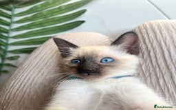 Siamese cats for sale: Human Toilet Trained! Exquisite Siamese Kittens - Image 1