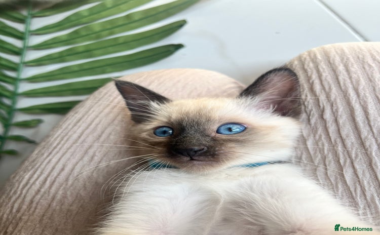 Siamese cats - Advert 2