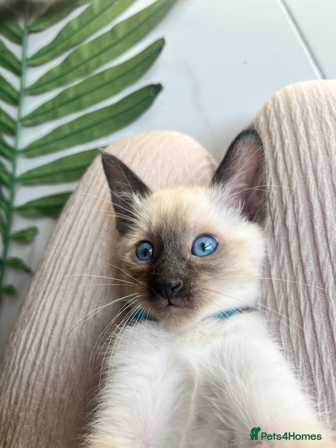 Siamese cats for sale: Human Toilet Trained! Exquisite Siamese Kittens - Image 1