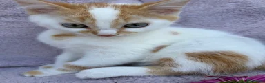 Domestic Shorthair Kitten 1