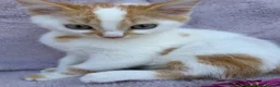 Domestic Shorthair cats for sale: 5 beautiful coloured kittens - Advert 15