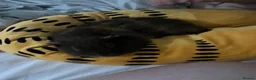Guinea Pig rodents for sale: Urgent rehoming needed! (BONDED)  - Advert 4
