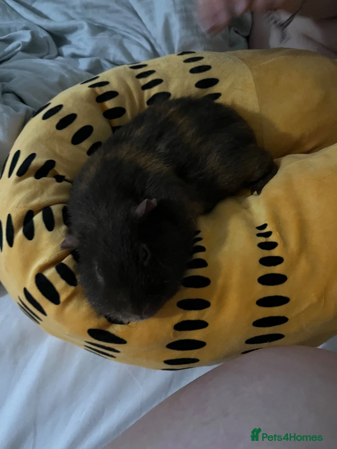Guinea Pig rodents for sale: Urgent rehoming needed! (BONDED)  - Advert 4