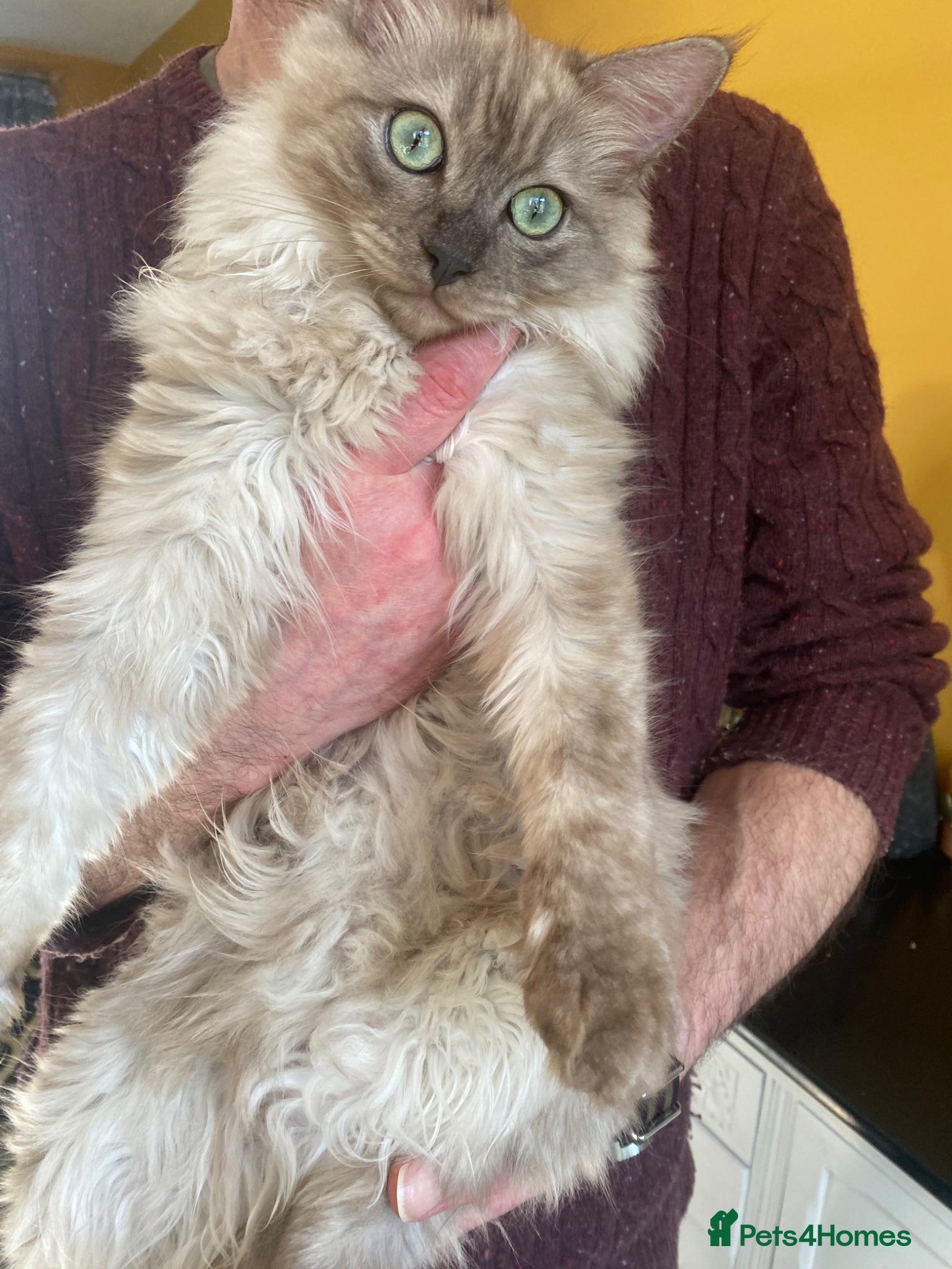 Ragdoll cats Very Rare Colour Cherubim Ragdoll TICA Registered - Advert 14