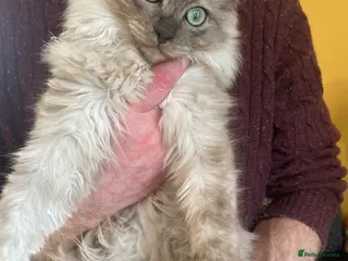 Ragdoll cats Very Rare Colour Cherubim Ragdoll TICA Registered - Advert 14