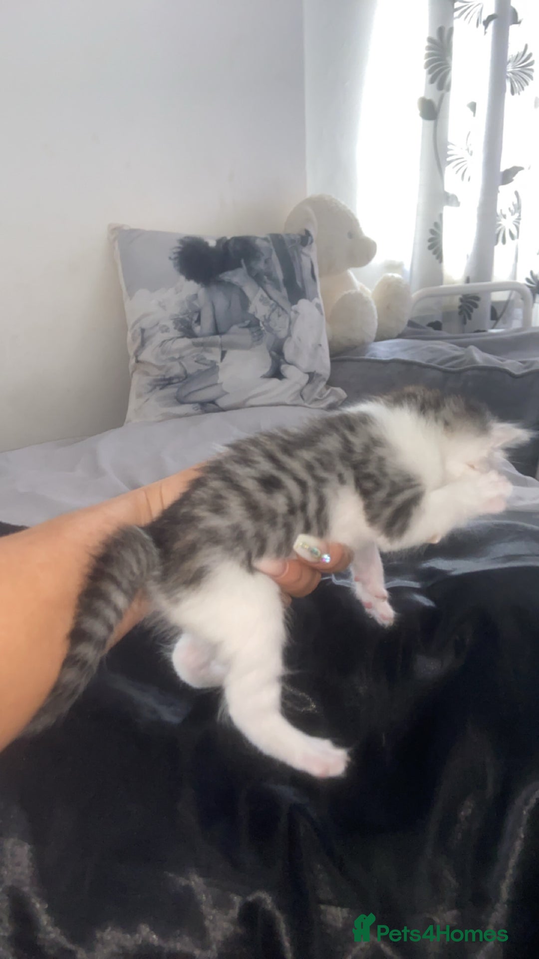 Mixed Breed cats for sale: 5 x Beautiful Bengal Mixed Kittens for Sale  - Image 4