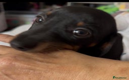 Miniature Dachshund dogs for sale: PRICE NEGOTIABLE Beautiful Isabella dachshund pups - Image 23