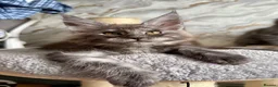 Maine Coon cats for sale: Stunning Maine Coon Kittens TICA Registered - Advert 4