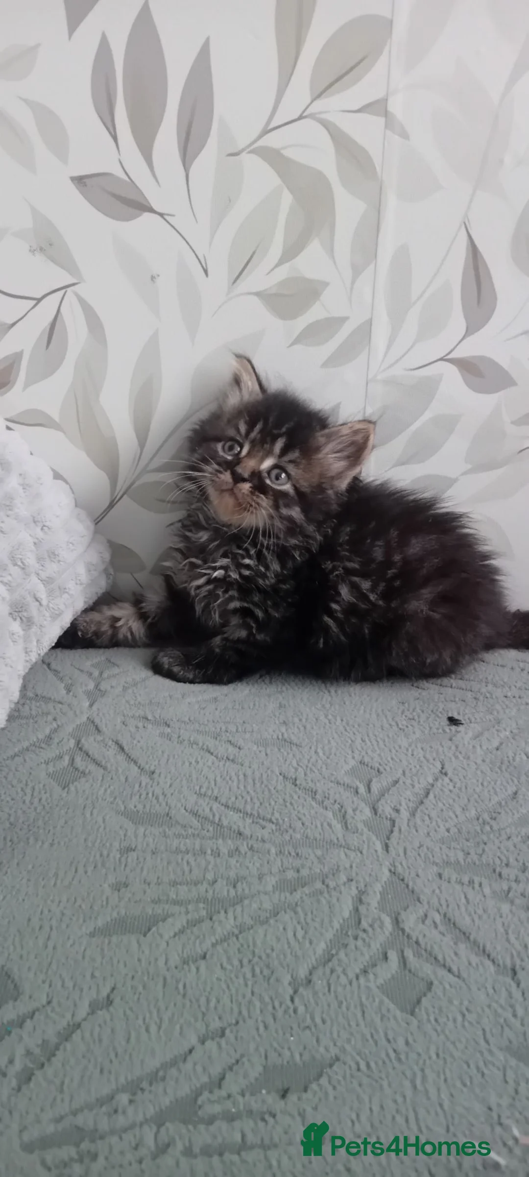 Mixed Breed cats for sale: Fluffy kittens  - Advert 2