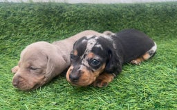Miniature Dachshund dogs for sale: STUNNING KC REG MINIATURE DAPPLE DACHSHUNDS  - Image 3