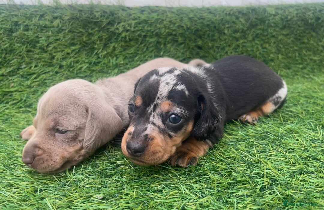 Miniature Dachshund dogs for sale: STUNNING KC REG MINIATURE DAPPLE DACHSHUNDS  - Image 3