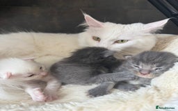 Maine Coon cats for sale: Maine Coon Kittens for sale - Image 17