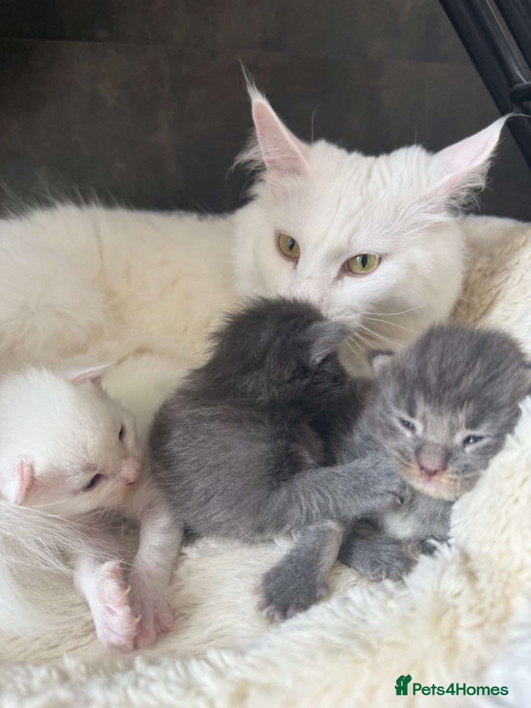 Maine Coon cats for sale: Maine Coon Kittens for sale - Image 17