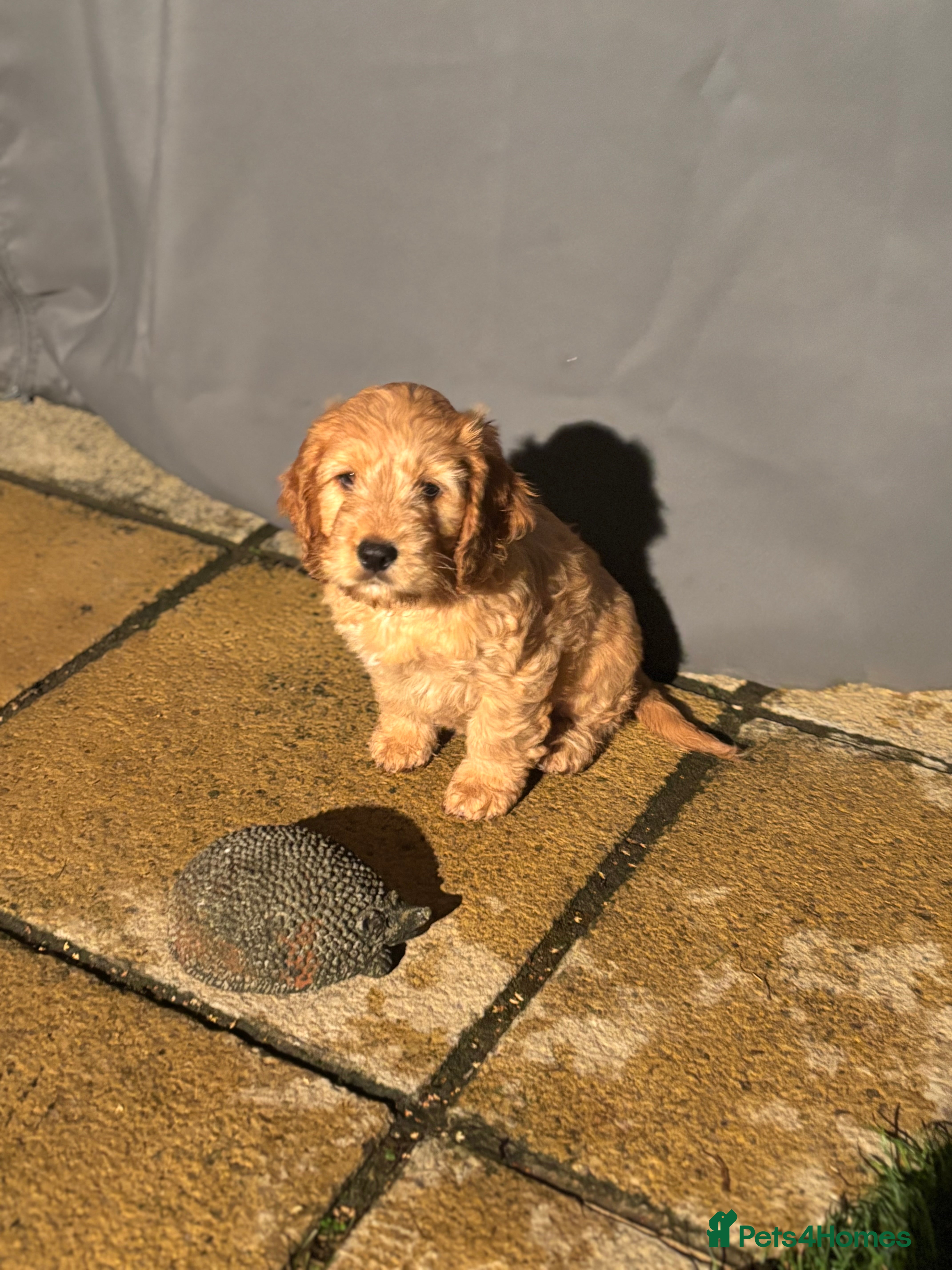Cockapoo dogs ⭐ F1b cockapoo puppies - Advert 2