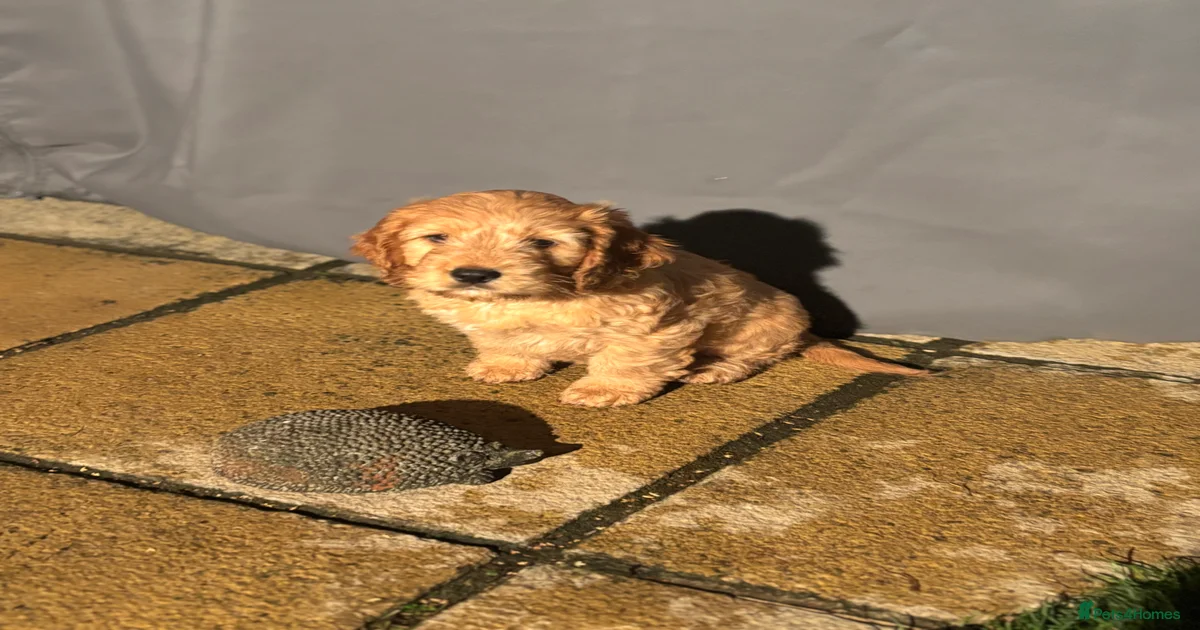Cockapoo Puppies for sale in Hull, East Riding of Yorkshire | Pets4Homes