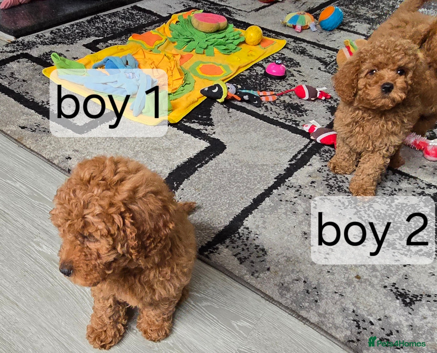 Cavapoo dogs BOYS LEFT ONLY cavapoo pups ready to leave  - Advert 2