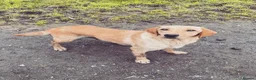 Labrador Retriever dogs for sale: Lovely KC reg, health tested yellow Labrador  - Advert 6