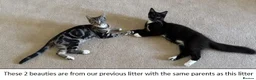 Mixed Breed cats for sale: Beautiful Tame Friendly Kittens for sale - Advert 17