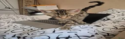 Mixed Breed cats for sale: Cute tabby kitten - Advert 7