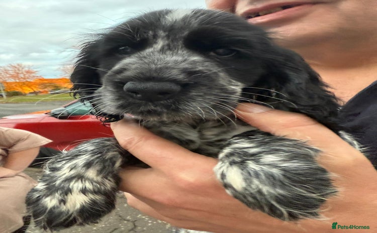 Cocker Spaniel dogs - Advert 3