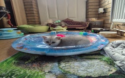 British Shorthair cats for sale: British shorthair  - Image 13