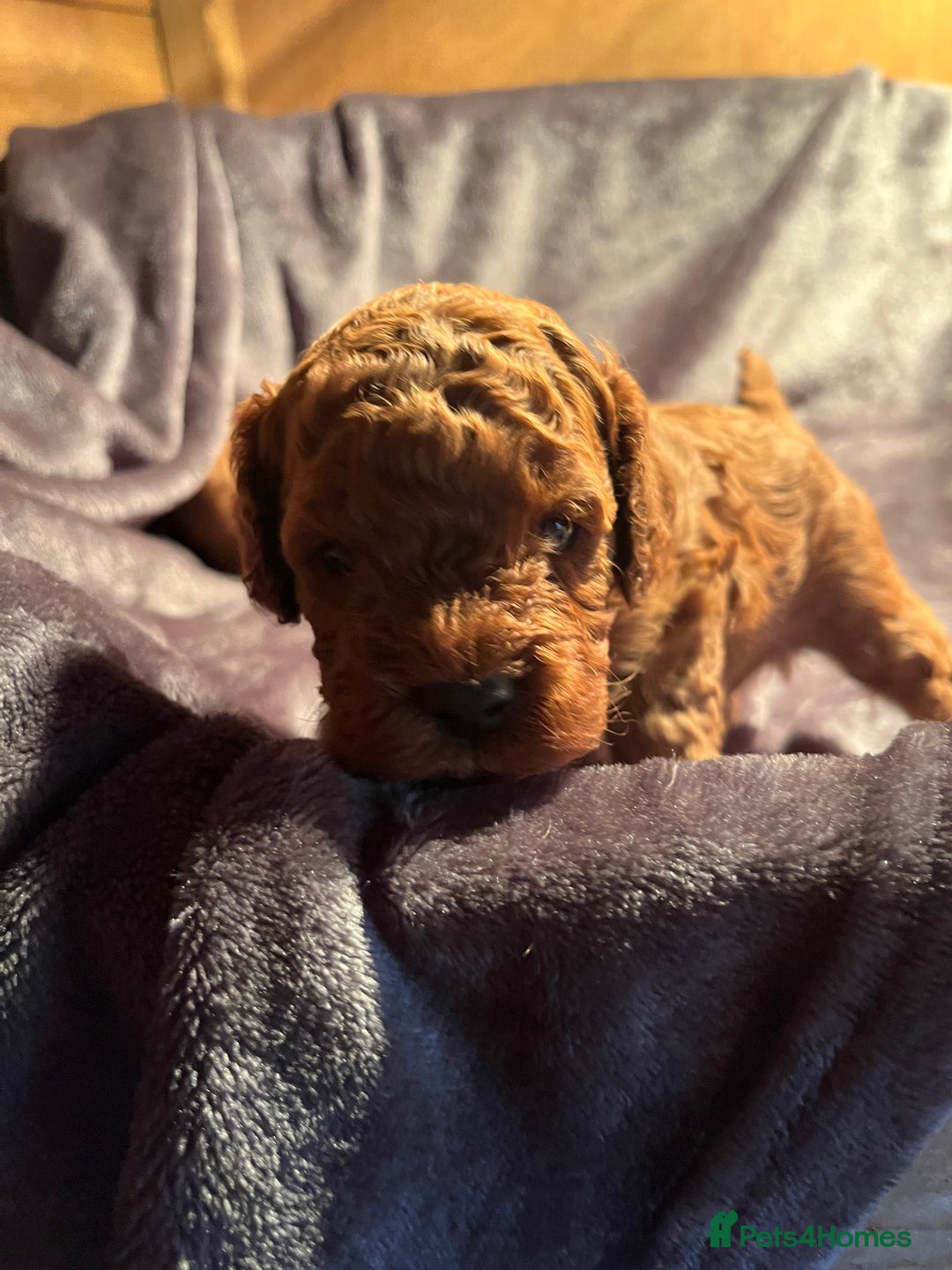 Cavapoo dogs for sale: Cavapoo puppies  - Image 6