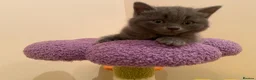 British Shorthair cats for sale: Amazing Pedigree British Shorthair Kittens  - Advert 8