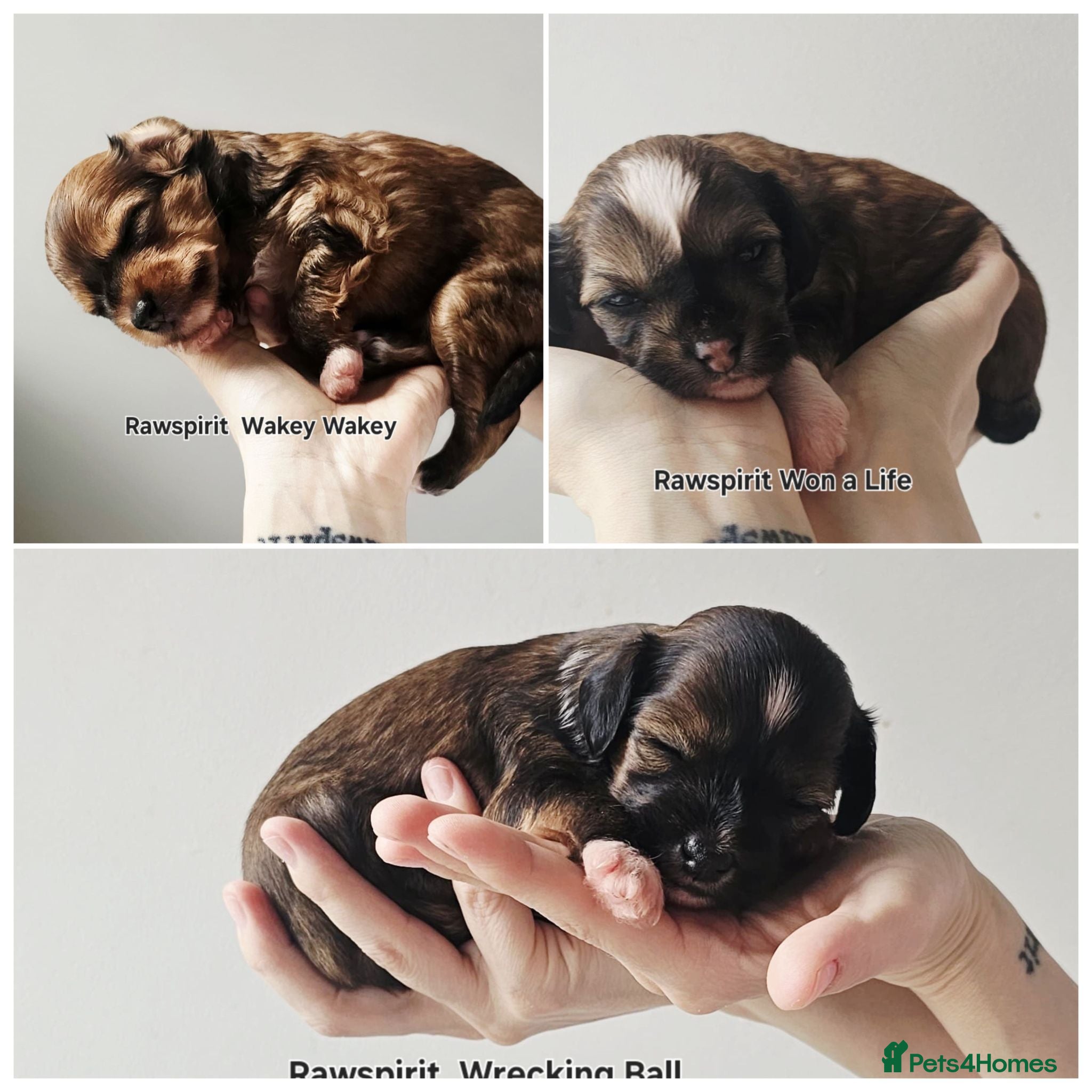 Chinese Crested dogs New litter boys and girls. - Advert 3