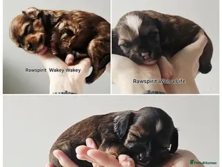Chinese Crested dogs New litter boys and girls. - Advert 3