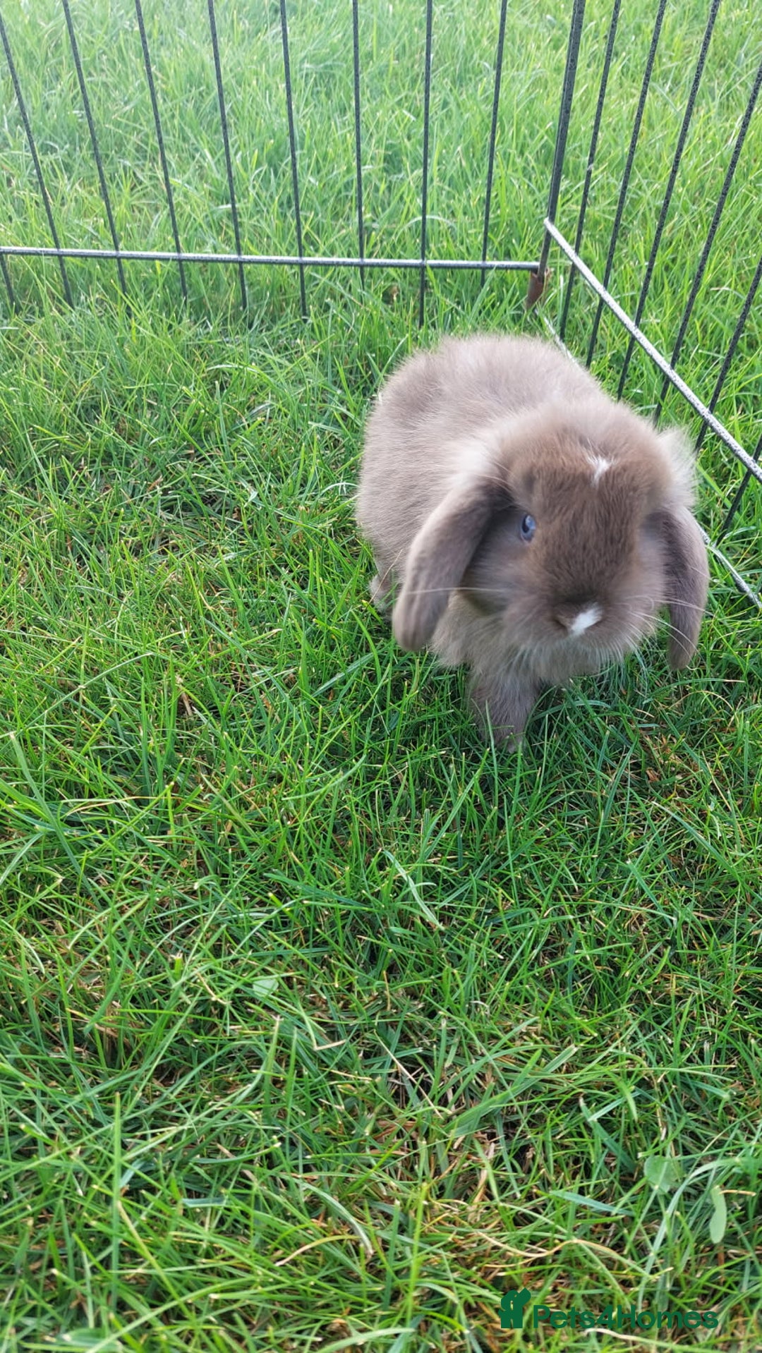 Mini Lop rabbits for sale: 💕Gorgeous purebred mini lops 💕 - Image 6
