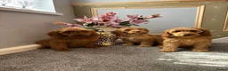 Cockapoo dogs for sale: Cockapoo Puppies LAST GIRL   FULLY VACCINATED  - Advert 11