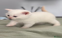 British Shorthair cats for sale: 2 LITTERS GCCF HEALTH TESTED BSH KITTENS - Image 4