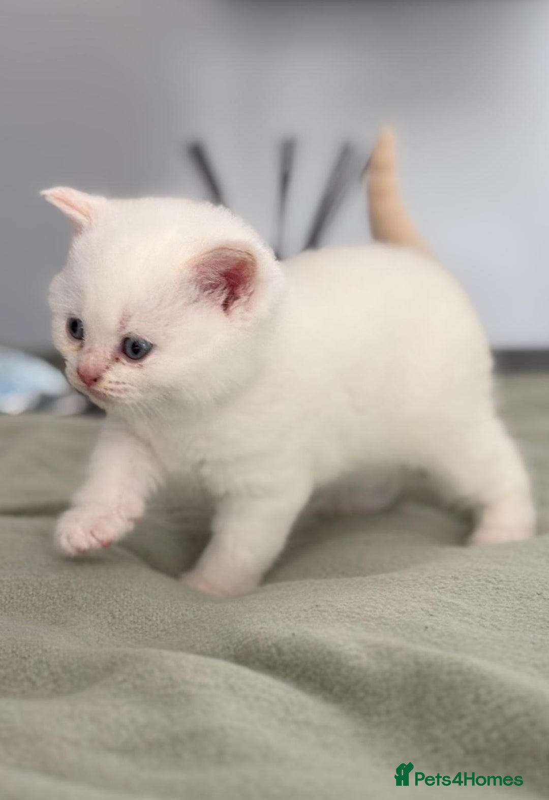 British Shorthair cats for sale: 2 LITTERS GCCF HEALTH TESTED BSH KITTENS - Image 4