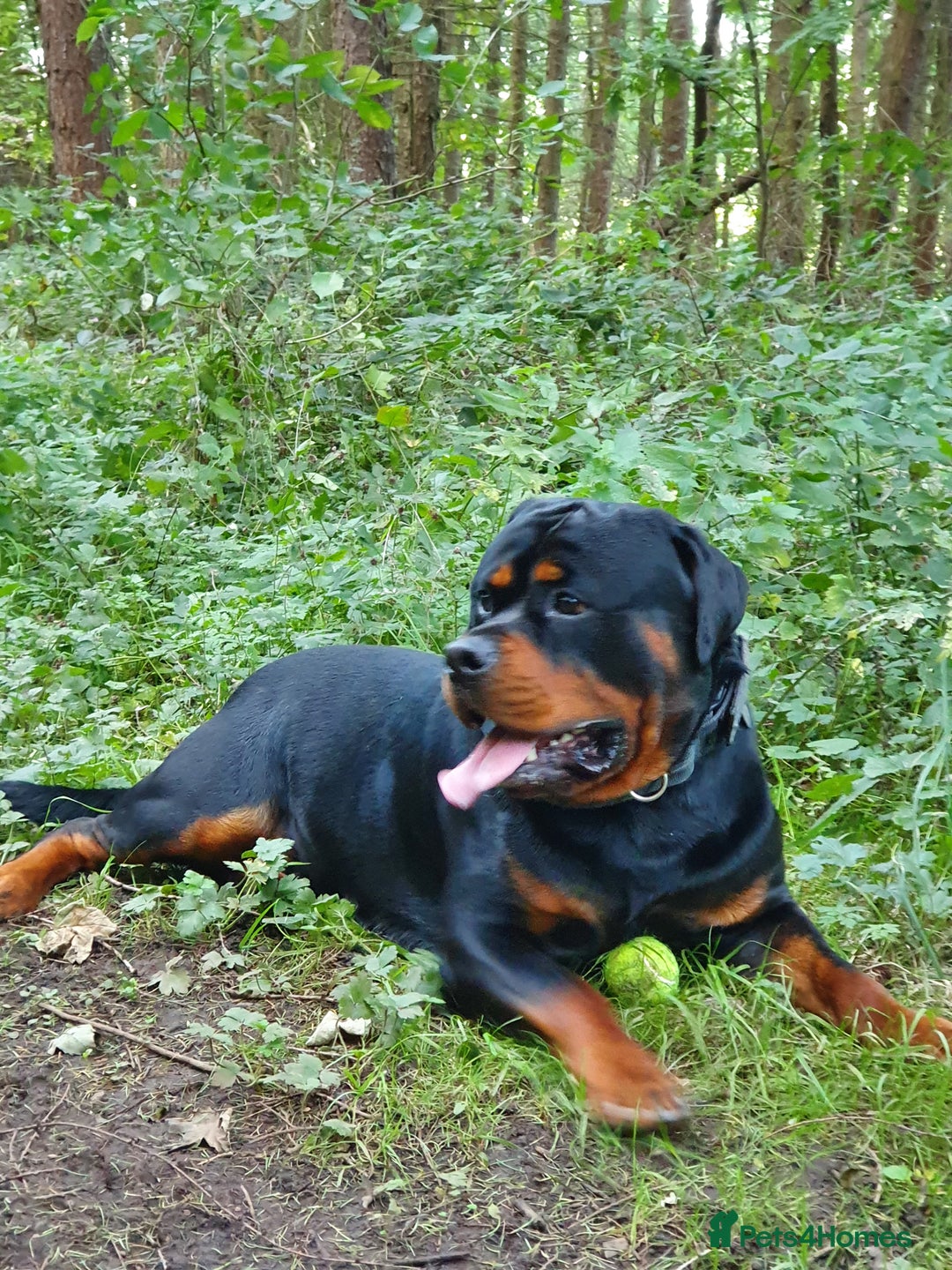 Rottweiler dogs for stud: Dexter  in Guisborough - Advert 3