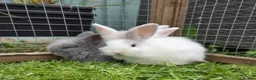 Mixed Breed rabbits for sale: Female bunnie  - Advert 2