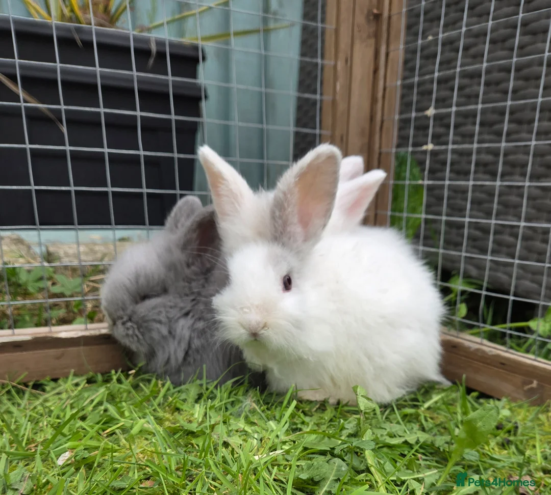 Mixed Breed rabbits for sale: Female bunnie  - Advert 2