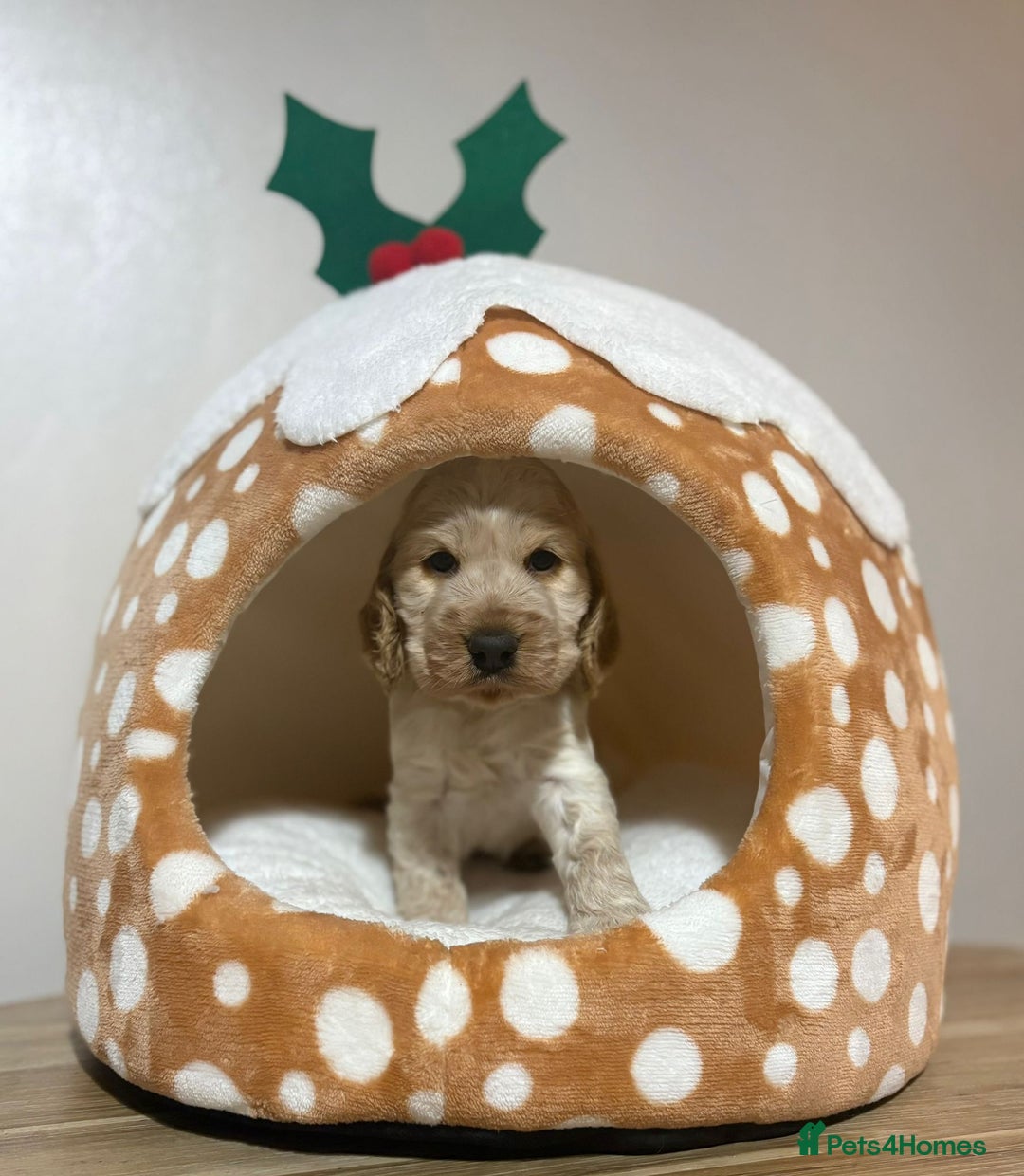 Cocker Spaniel dogs for sale: Extensively health tested, cocker spaniels. - Advert 2