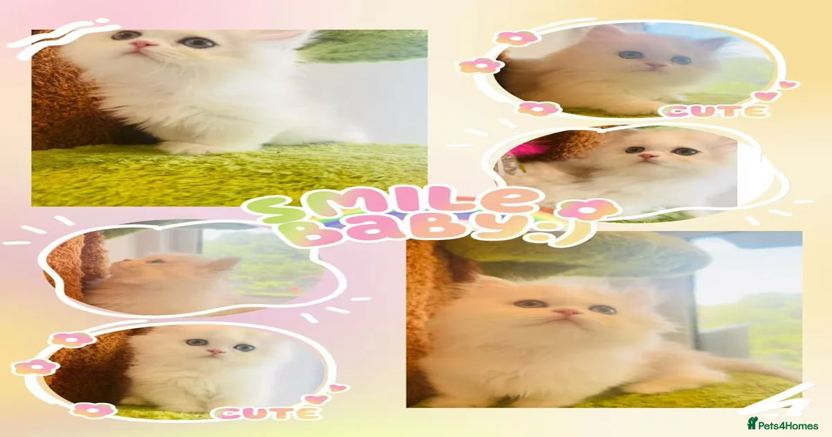 Pets for home Pets & Animals for sale | Pets4Homes