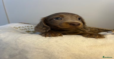 Miniature Dachshund dogs - Advert 15