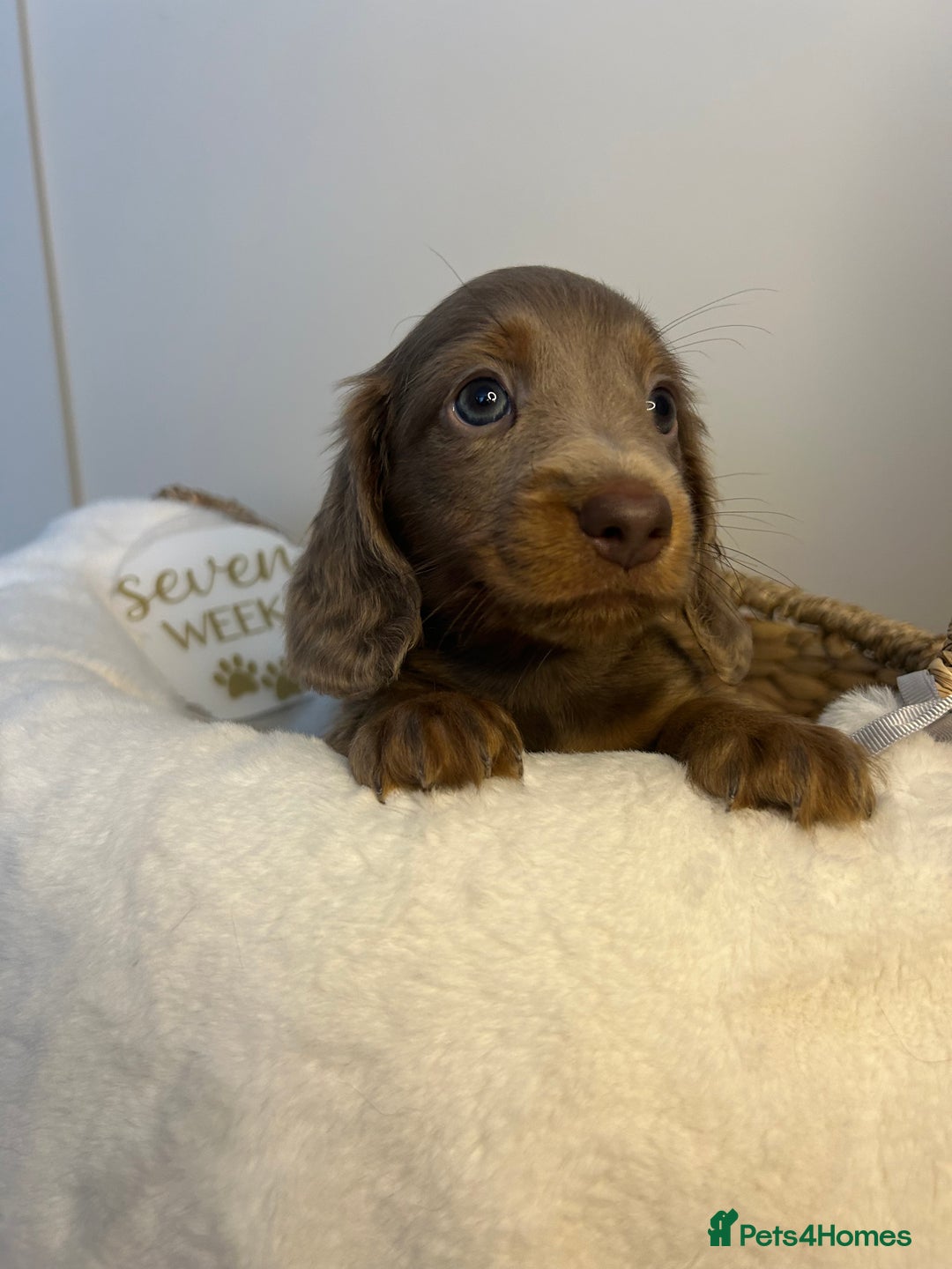 Miniature Dachshund dogs for sale: 🤍🐾 READY NEXT WEEK 🐾🤍 - Image 2