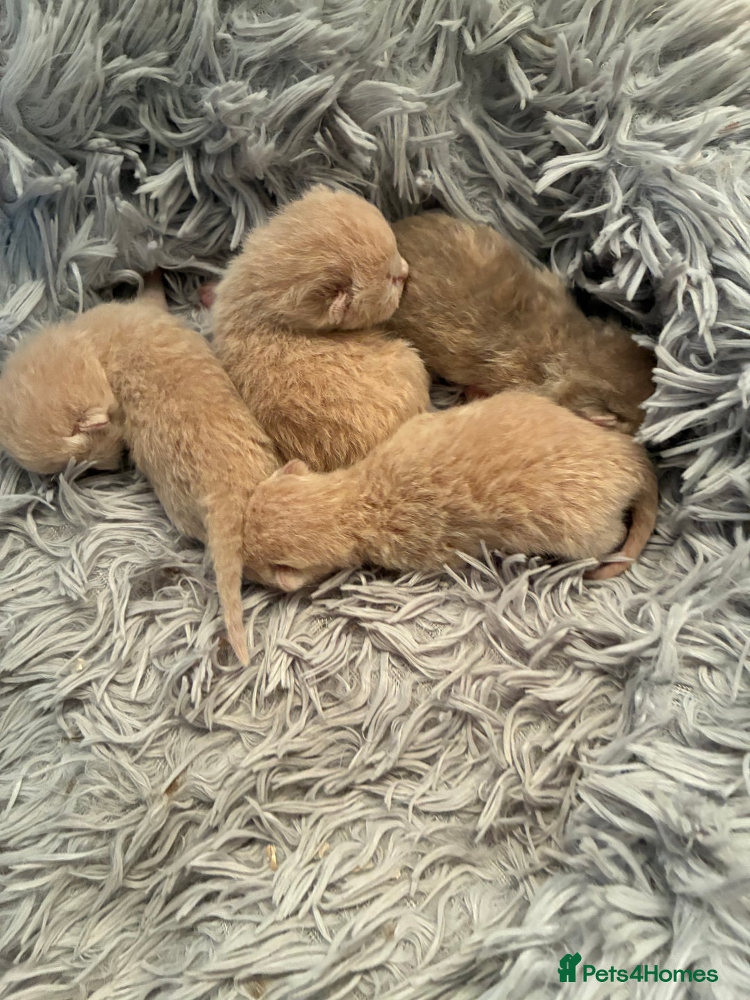 British Shorthair cats for sale: 5 TICA BRITISH SHORTHAIRED KITTENS - Image 11