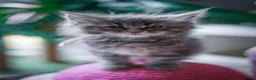 Maine Coon cats for sale:  Chunky full Maine coon kittens ready now   £795 - Advert 30