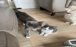 British Shorthair cats for sale: British short hair x tabby kittens  - Image 16